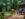 People walk along a brick walkway through a grassy lawn and shrubs to a colonial style buildings filled with shops at Peddler's Village.